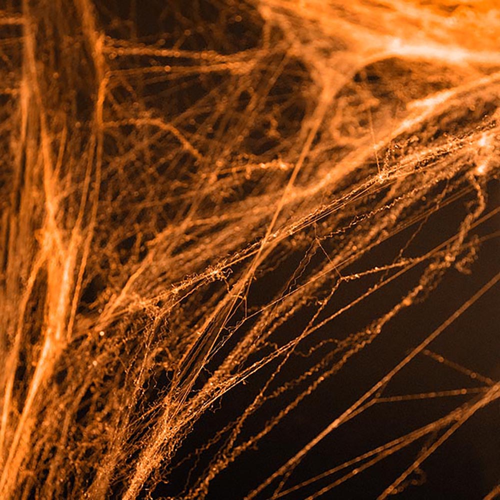 Orange Spiders Web