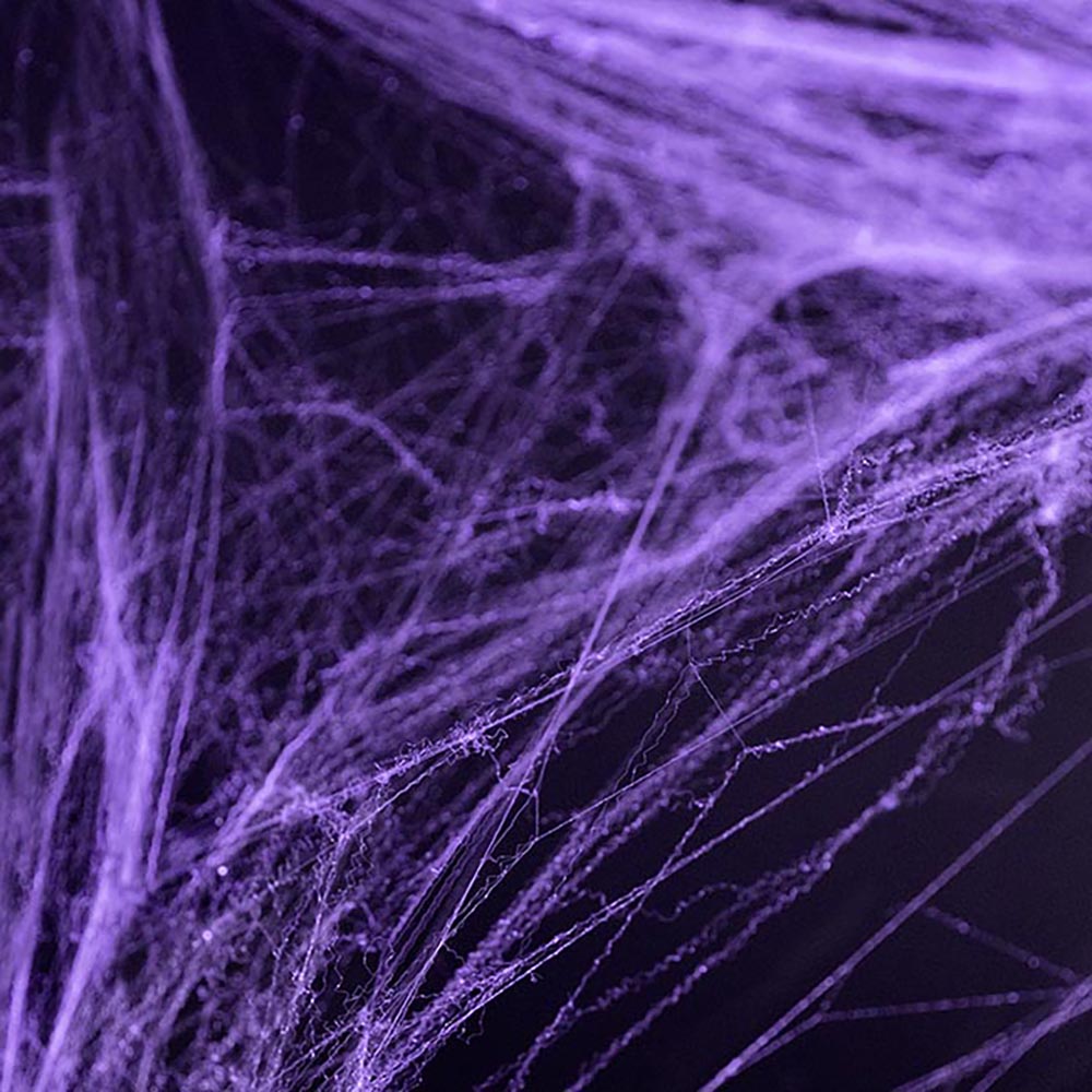 Purple Spiders Web